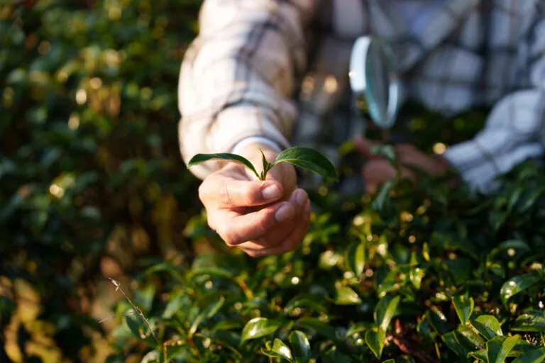Pessoa segurando uma folha verde em meio a uma plantação, simbolizando agricultura sustentável ou inspeção agrícola